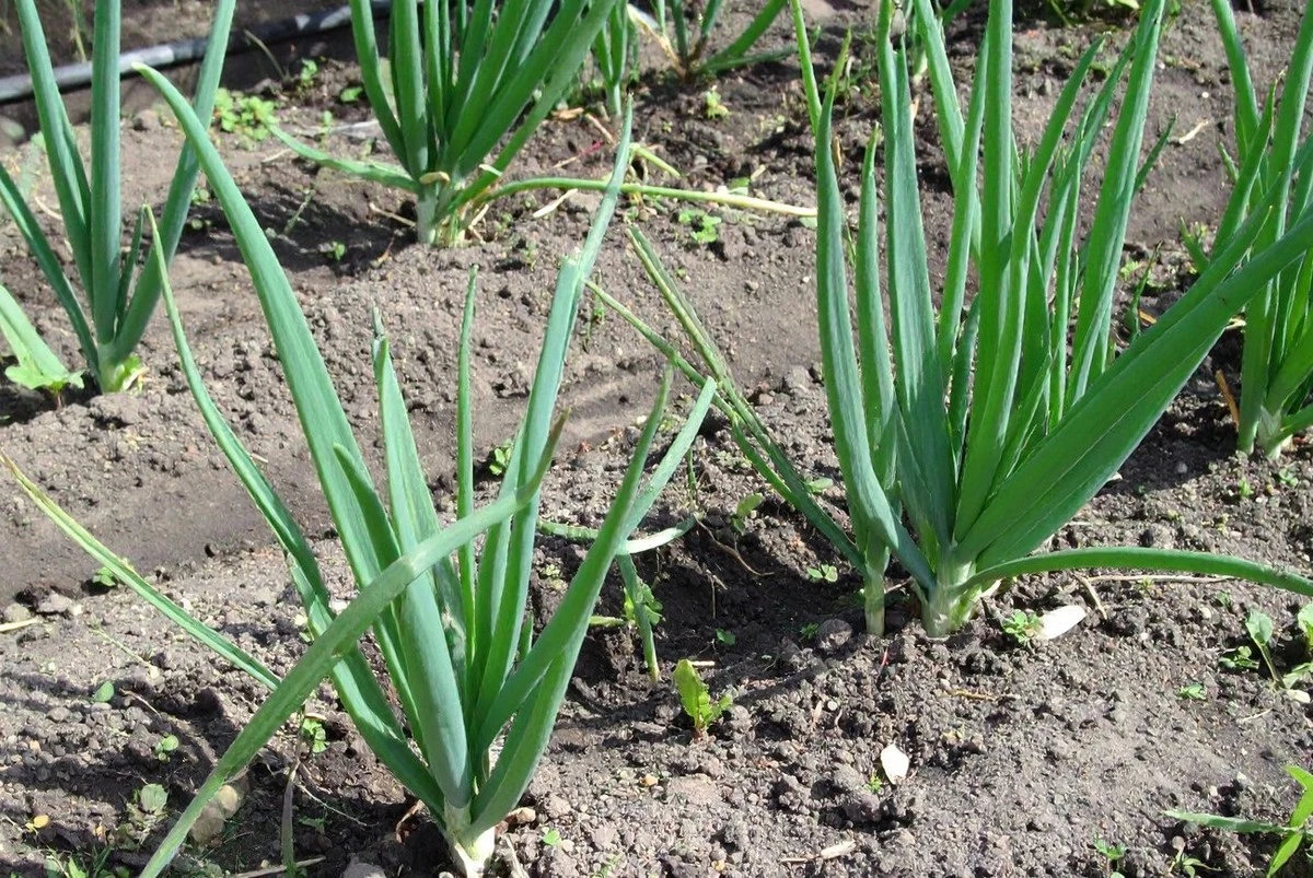 Proč zkušení zahrádkáři sázejí na jedinou jarní výživu, která zastaví žloutnutí cibule?
