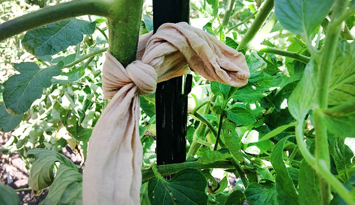 starepuncochyna-extra-1.webp Staré punčochy na zahradě: Využijte je k úspoře peněz a lepší úrodě - image 1