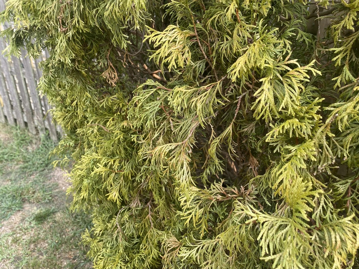 Proč thuje na jaře žloutnou a co s tím dělat: Jednoduchá rada, která zachrání strom - image 1