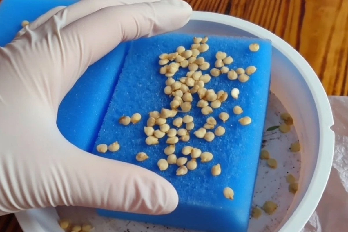 Jak ochránit semínka paprik před plísní bramborovou bez drahé chemie: tipy pro zahradníky