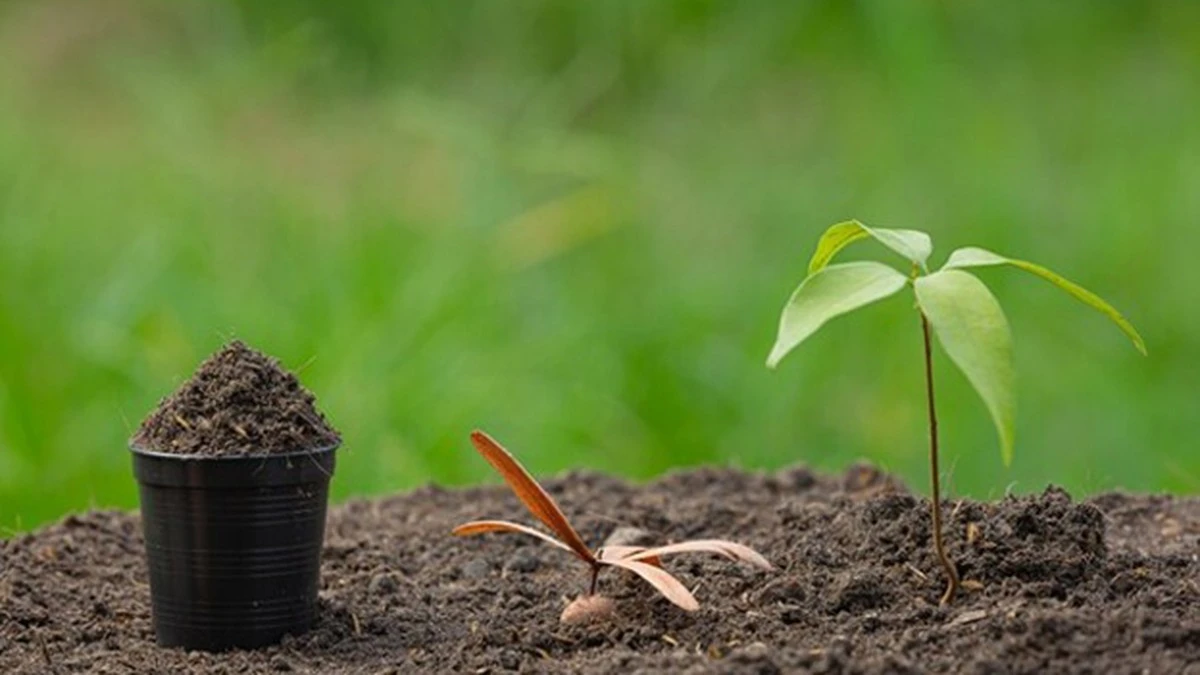 zaplavaurodztaj-extra-1.webp Záplava úrod z tajného receptu zahrádkářů: Co vám o rajčatech a paprikách nikdo neřekne - image 1