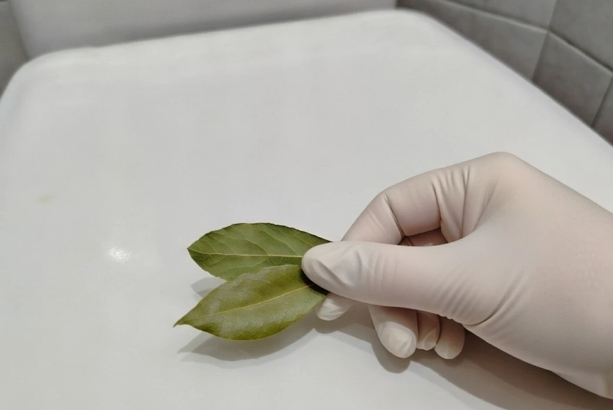 Proč zkušené hospodyňky dávají bobkový list do záchodu na celý den: chytrý trik, který málokdo zná