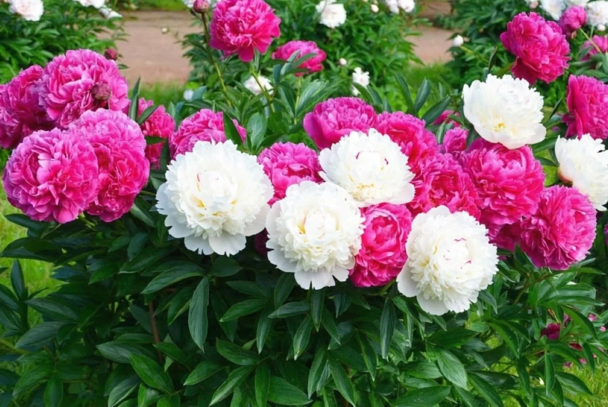 Jak omladit staré pivoňky: Metoda pro větší květy a snadné množení