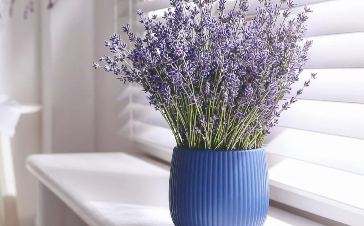 5 pokojových rostlin pro klid duše: přírodní cesta ke zbavení se stresu