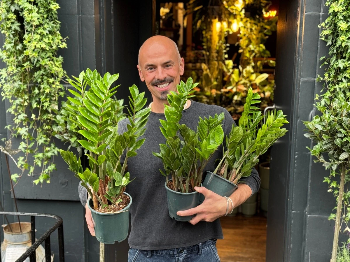 5 smrtících chyb, které ničí vaši zamiokulkas (a jak je napravit) - image 1