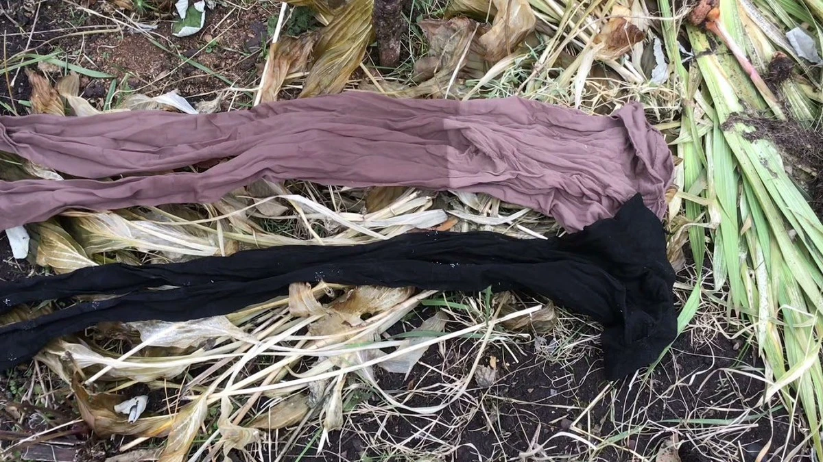 Staré punčochy na zahradě: Využijte je k úspoře peněz a lepší úrodě