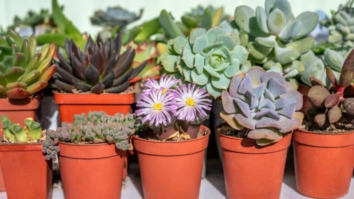 Kövirózsa: magyar csodanövény a kertedben - image 1