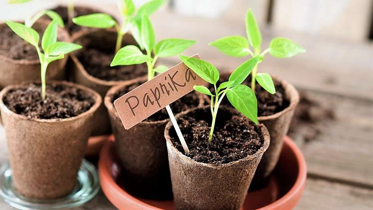 procvasesazenic-extra-1.webp Proč vaše sazenice vypadají jako smutné nudle: 5 triků od zkušených zahradníků, které fungují - image 1