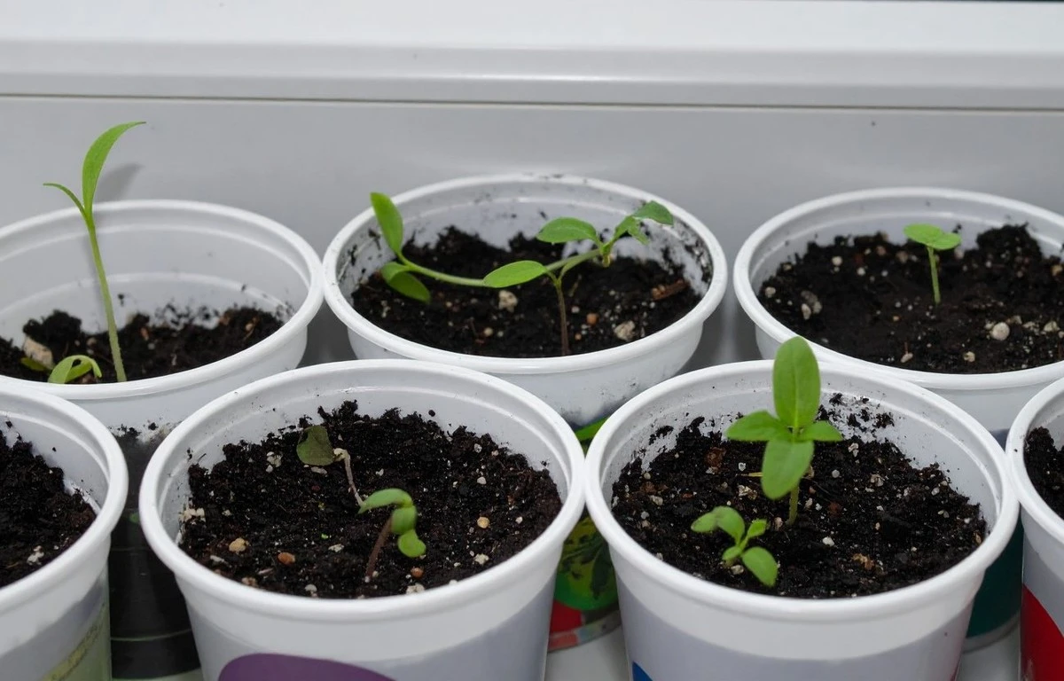 Proč obyčejná hlína nestačí: tajná směs pro dokonalé sazenice lilků