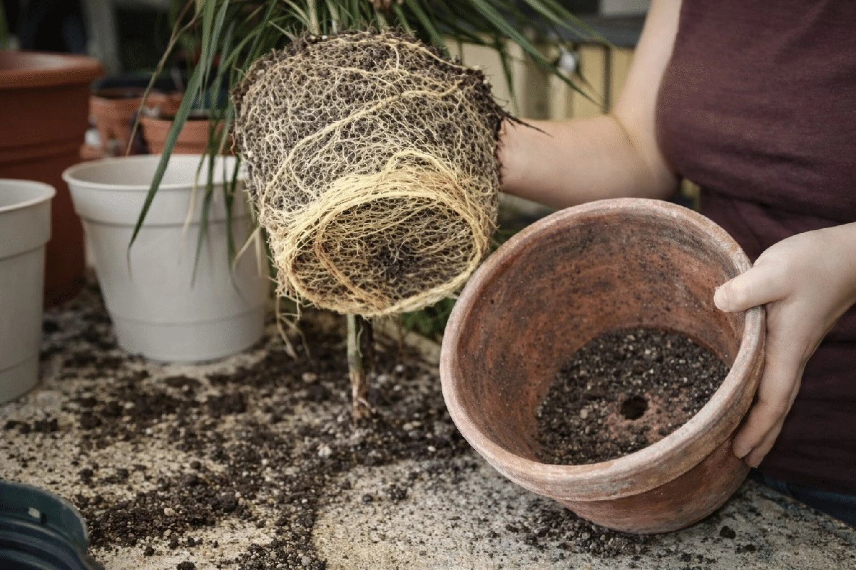 Tajemství přesazování pokojovek: Proč moje rostliny po letech vypadají lépe než nové