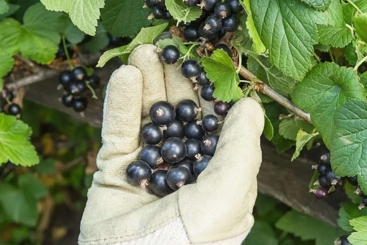 Jedna jarní péče zlepší chuť rybízu. Zapamatujte si tento jednoduchý trik