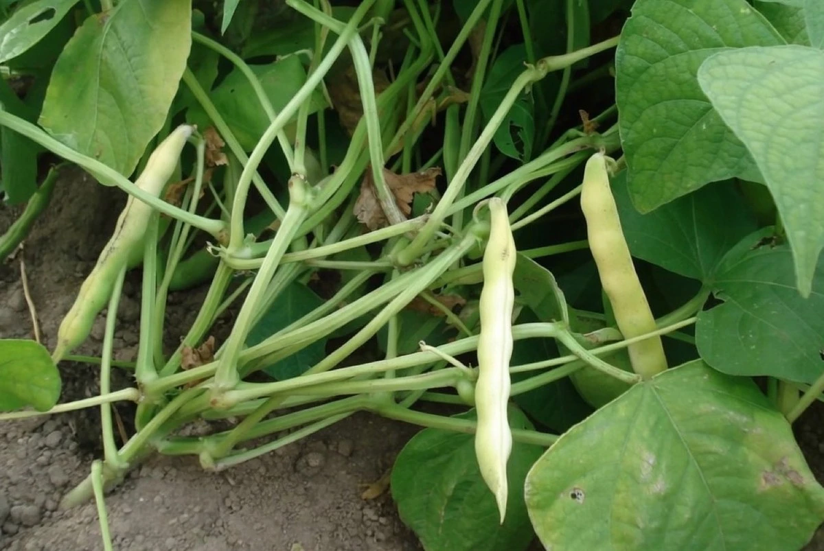 Co zasadit po fazolích pro bohatou úrodu: jednoduché tajemství úrodnosti