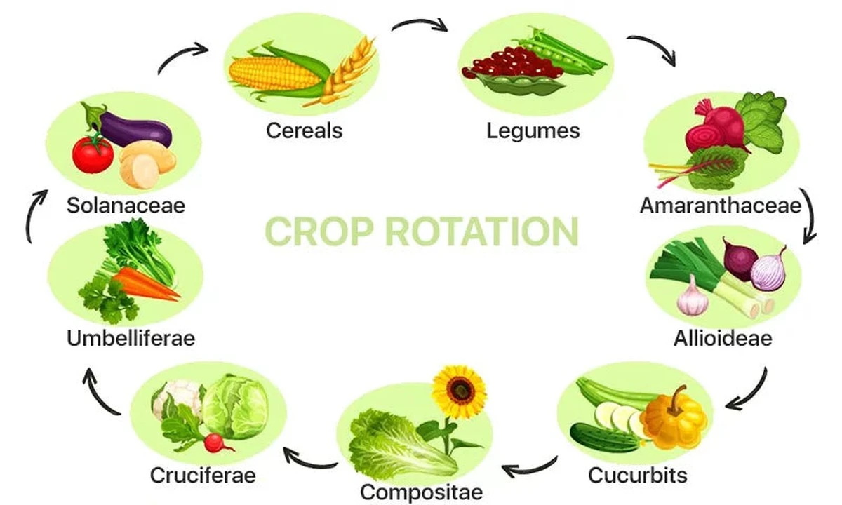 Proč zkušení zahrádkáři nikdy nevysazují zelí po ředkvi: zapamatujte si hlavní následky - image 1
