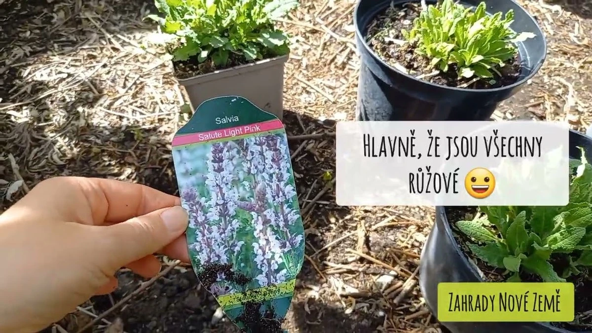 Už žádná pustina: 4 kroky k obnovení úrodnosti vaší zahrady - image 1