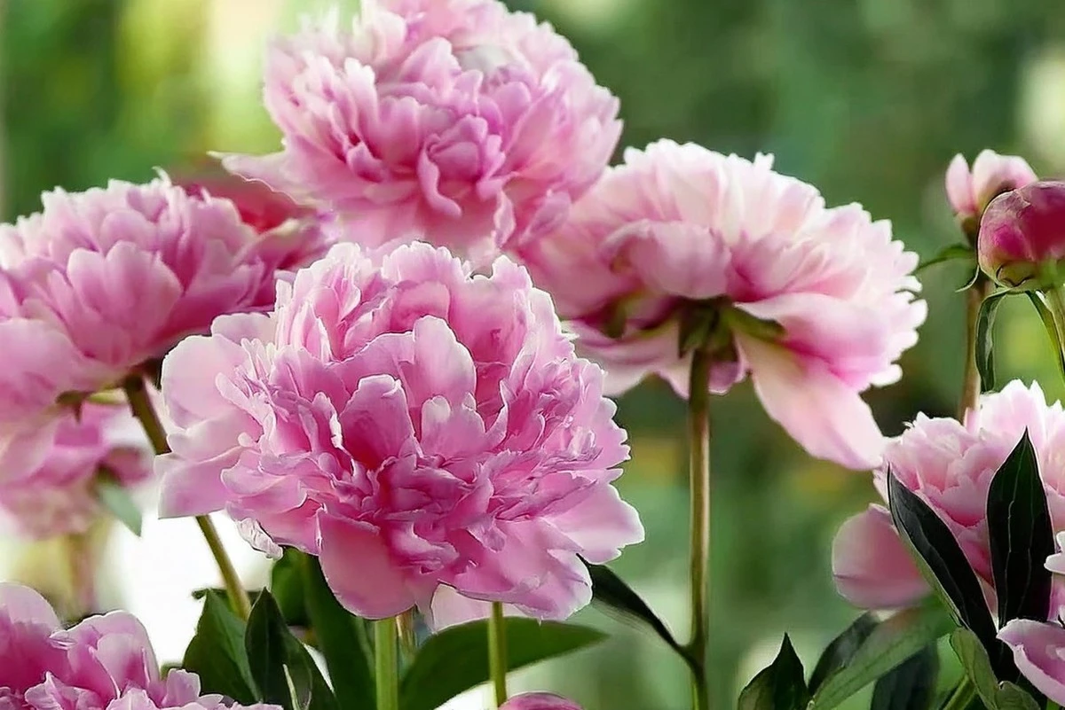 Proč vaše pivoně kvetou málo? 5 kroků k zahradě plné barev