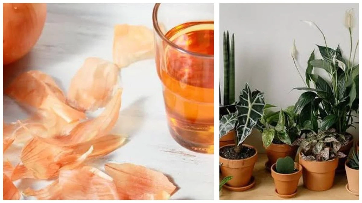 Cibule na zahradě? Zbytečné utrácet za hnojiva, když stačí slupky z 5 cibulí pro bujný růst pokojovek!