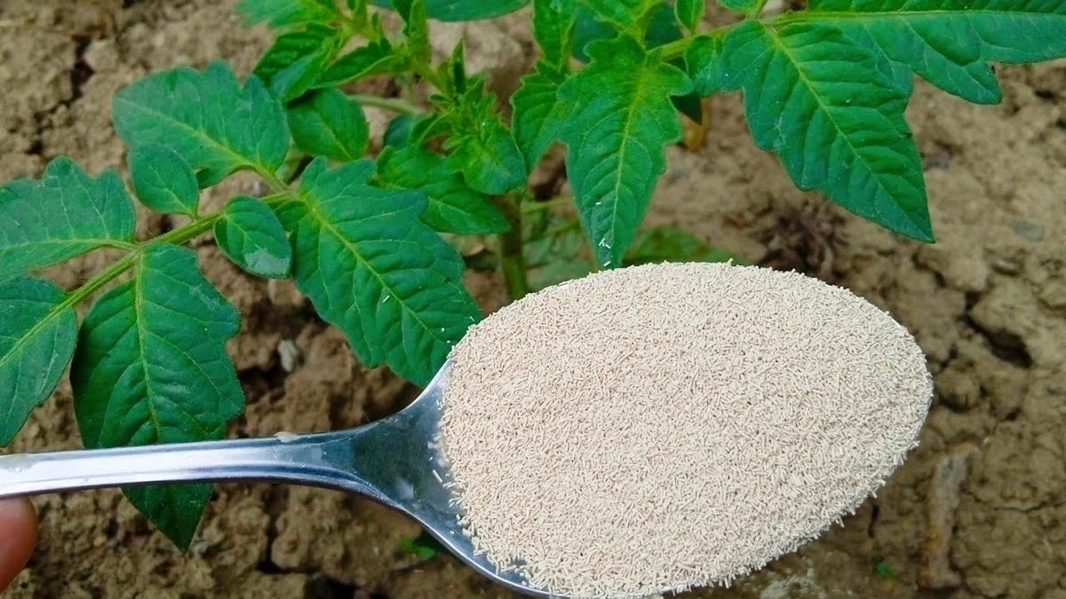 Záplava úrod z tajného receptu zahrádkářů: Co vám o rajčatech a paprikách nikdo neřekne