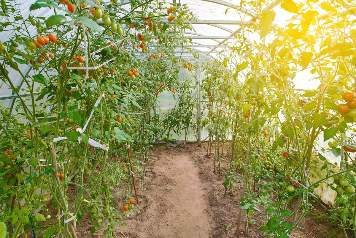 Ranné odrůdy rajčat do skleníku: Které si vybírají zkušení zahrádkáři v roce 2026? - image 1