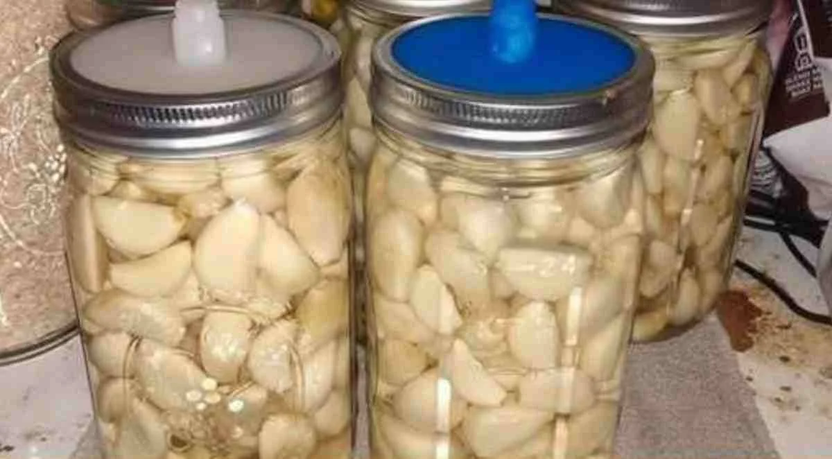 Fermentovaný česnek v medu: Stará metoda pro nové zdraví