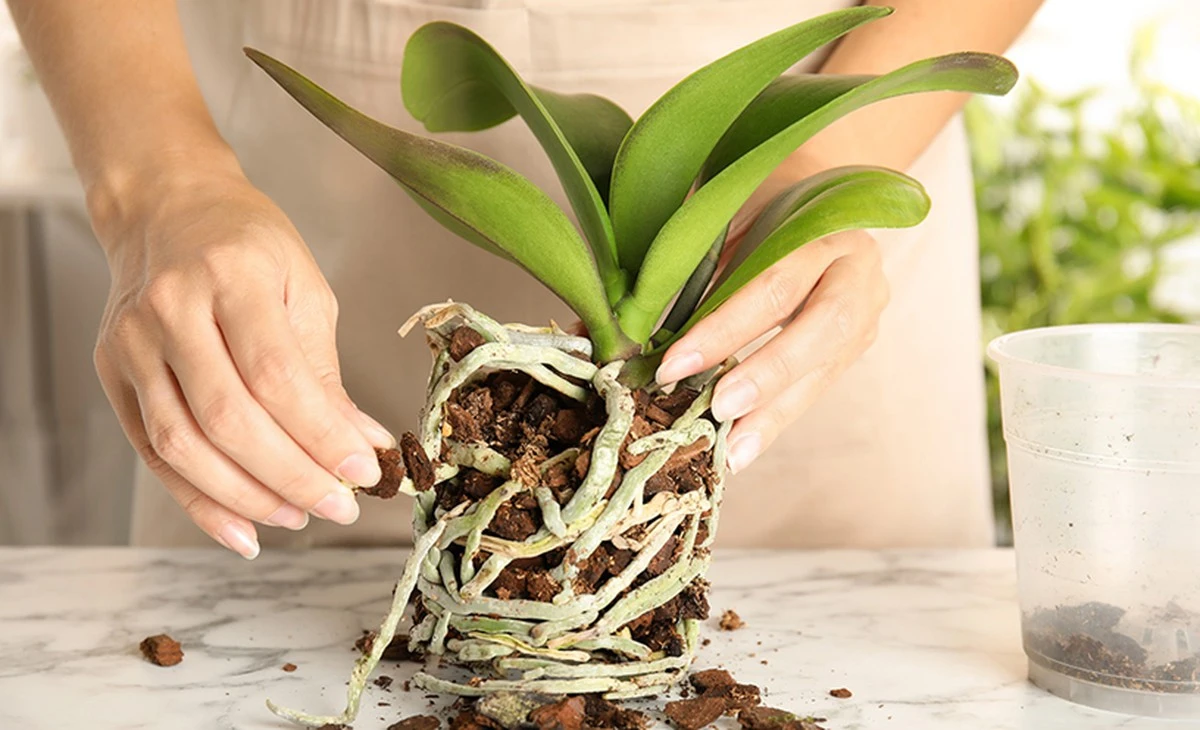 orchidejezariak-extra-1.webp Orchideje září a kvetou bujněji: osvědčený trik s mlékem - image 1