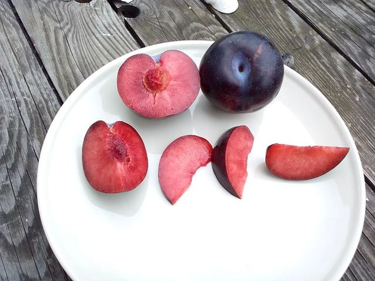 Pluot: 50 kg ovoce i kruté zimy – tajná zbraň zahradníků - image 1