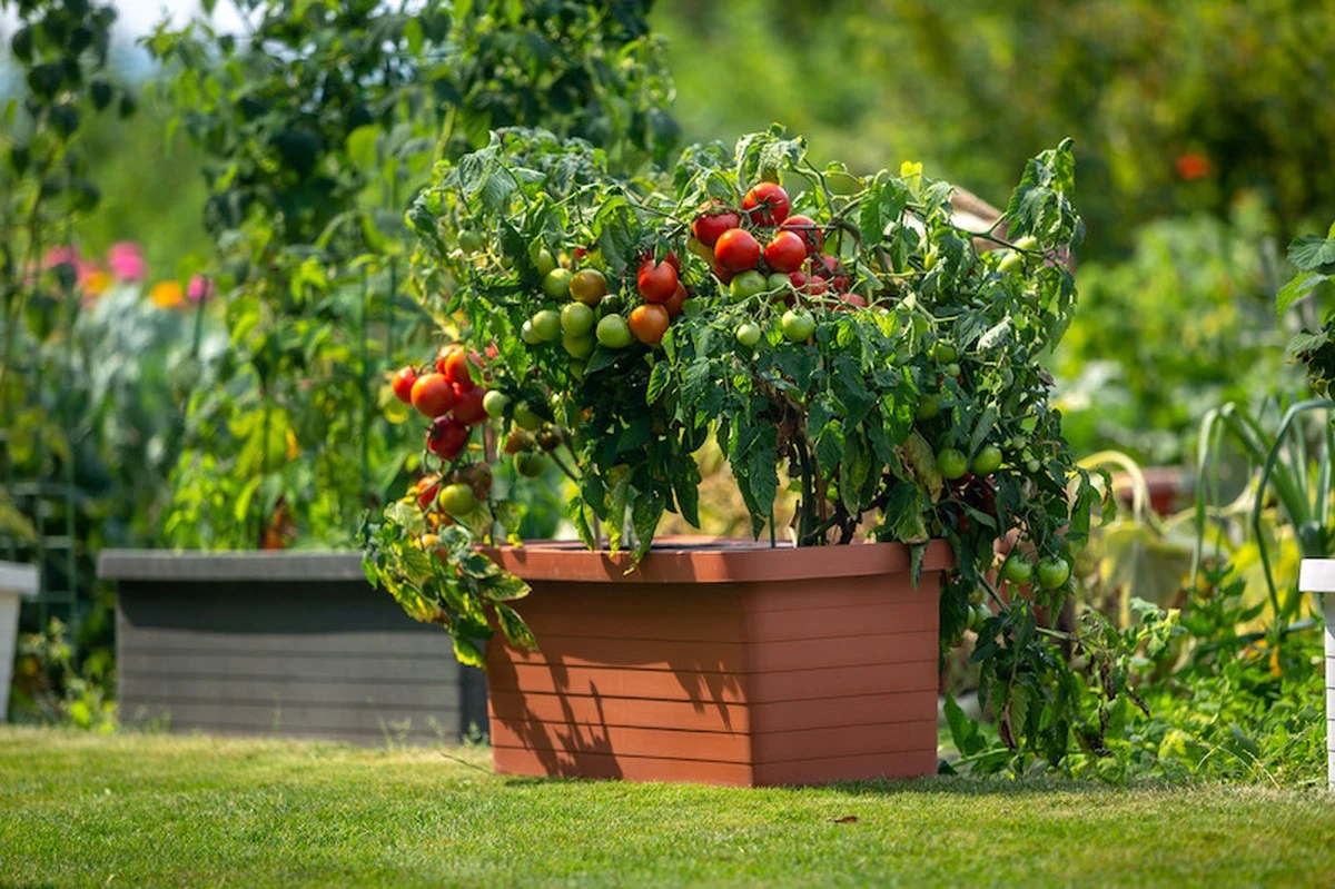 proczahradnicim-extra-1.webp Proč zahradníci mění záhonky pro rajčata každý rok: Triky zkušených pro bohatou úrodu - image 1