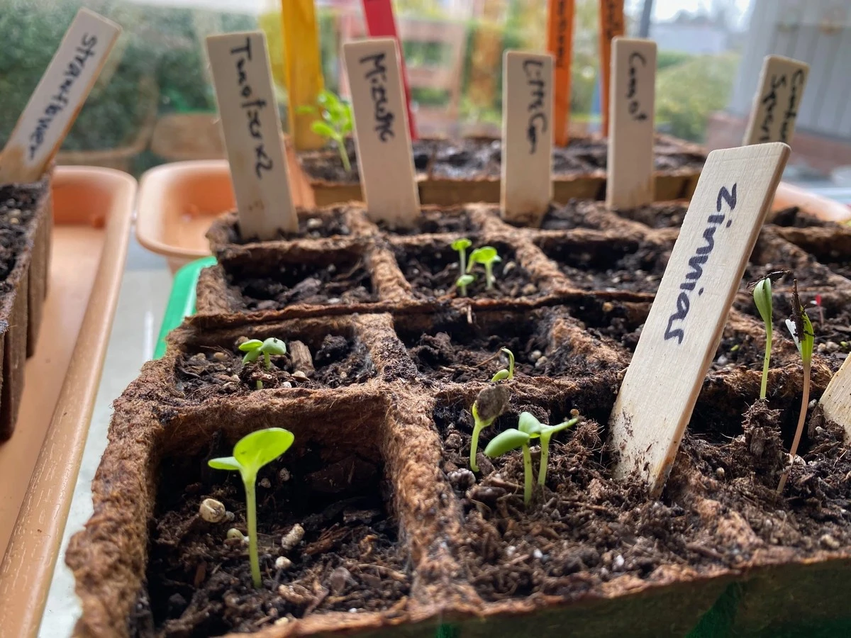 covysitnapredpe-extra-1.webp Co vysít na předpěstování v únoru pro bohatou úrodu: Nezapomeňte na tento seznam - image 1