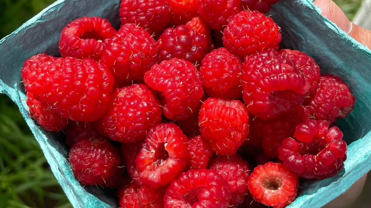 Čeští zahrádkáři vědí svou: Proč dávají na dno květináče právě tuto věc