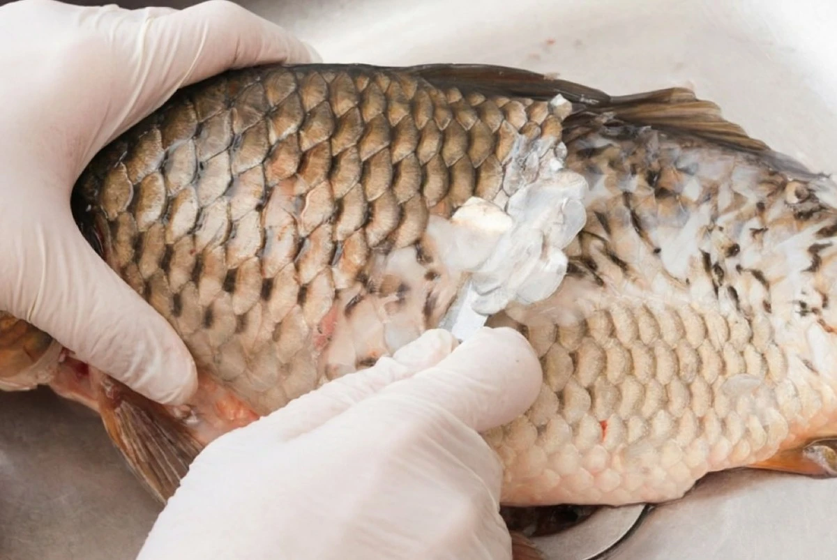 Nečekaný trik s houbičkou na nádobí: Jak snadno stáhnout šupiny z ryby bez speciálních nástrojů