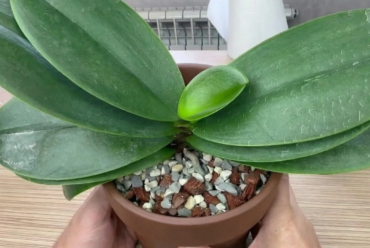 Orchideje září a kvetou bujněji: osvědčený trik s mlékem