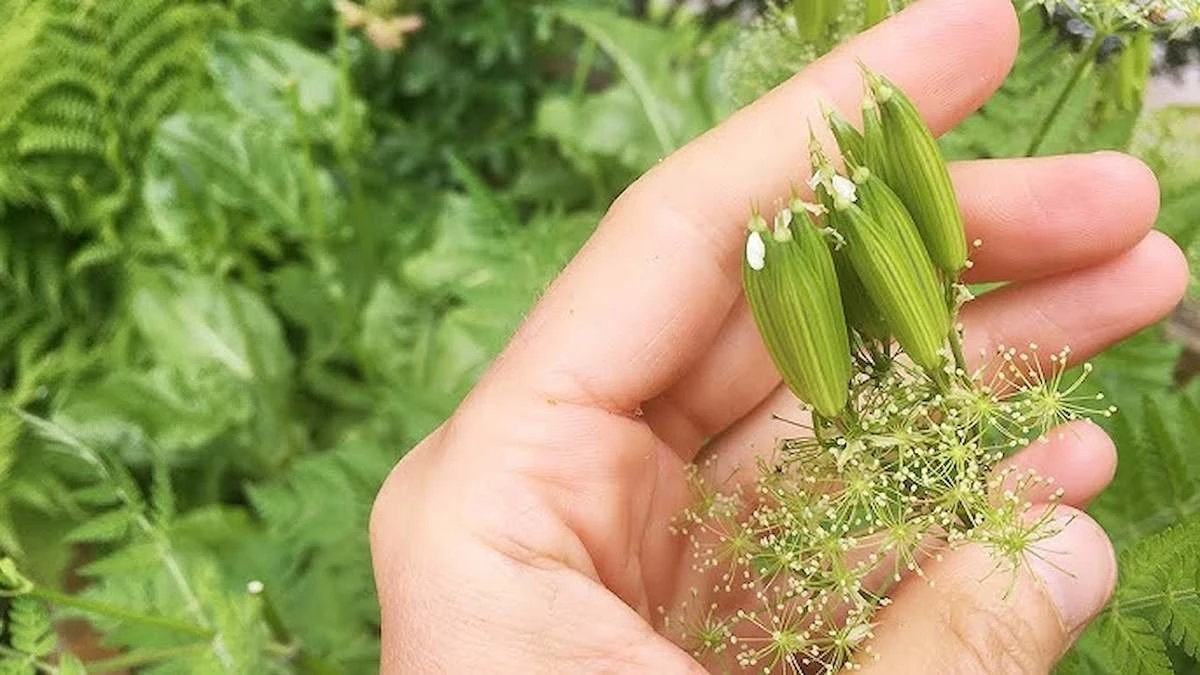 Proč babičky sázely lékořici: Tajemství našich předků pro zdraví a zahradu