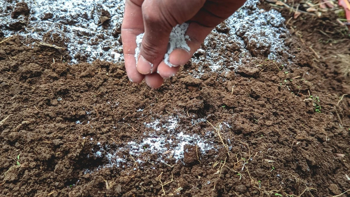 Proč zkušení zahrádkáři sypou na jaře vápenec 3 týdny před výsadbou: Jednoduché vysvětlení - image 1