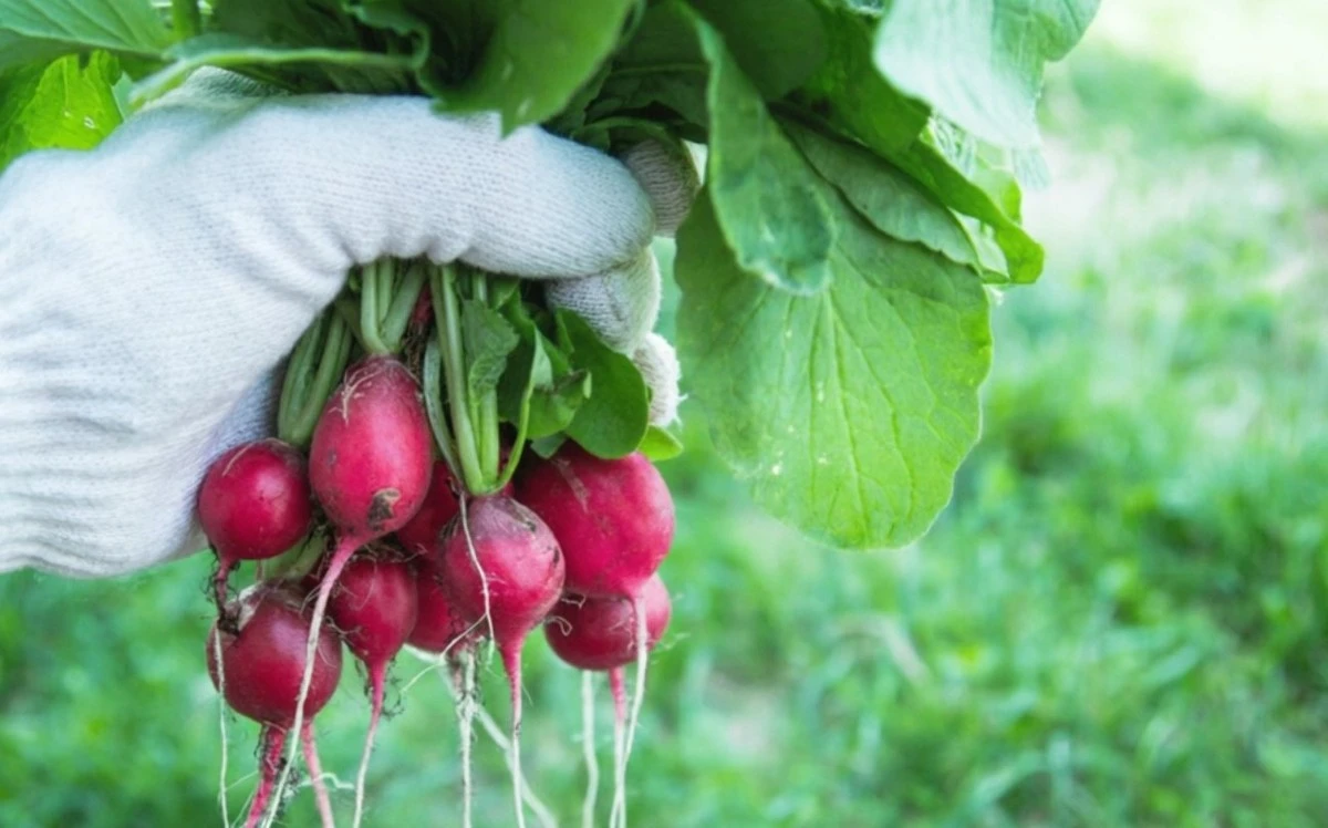 Co pěstovat po okrajích skleníku, aniž by to narušilo hlavní plodiny: Seznam pro každého zahradníka