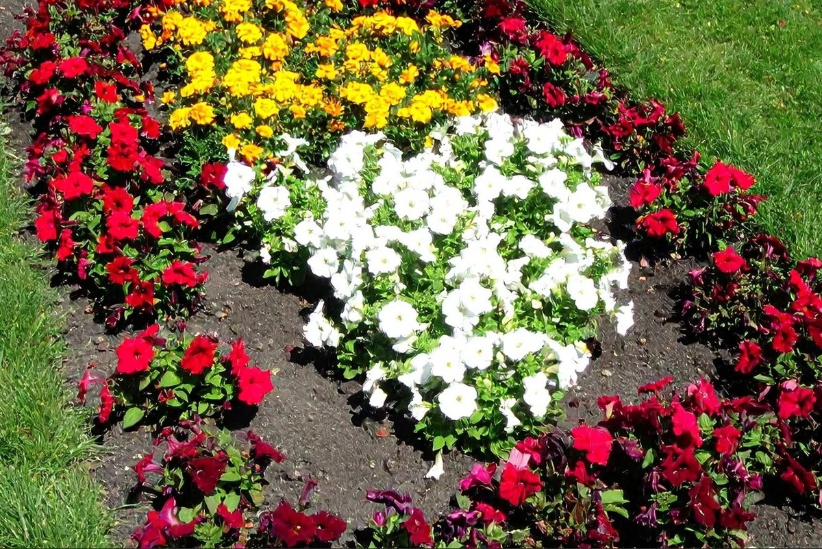 Květena, o které sníte: Jaké květiny zasít v březnu pro ohromující letní zahradu