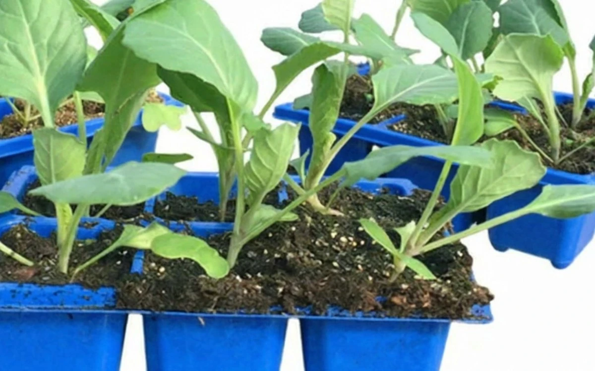 Proč zkušení zahrádkáři nikdy nevysazují zelí po ředkvi: zapamatujte si hlavní následky