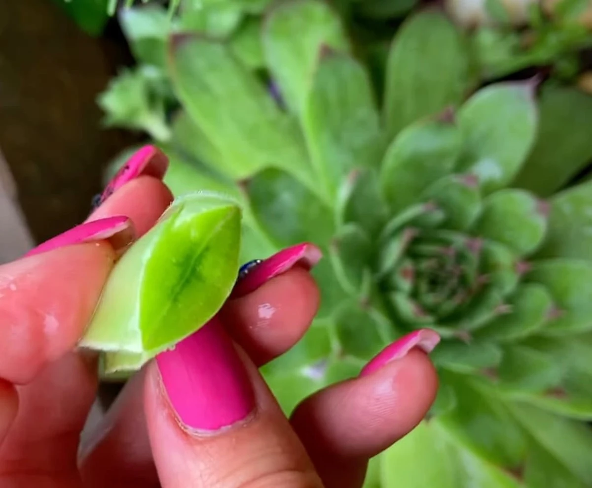 Kövirózsa: magyar csodanövény a kertedben