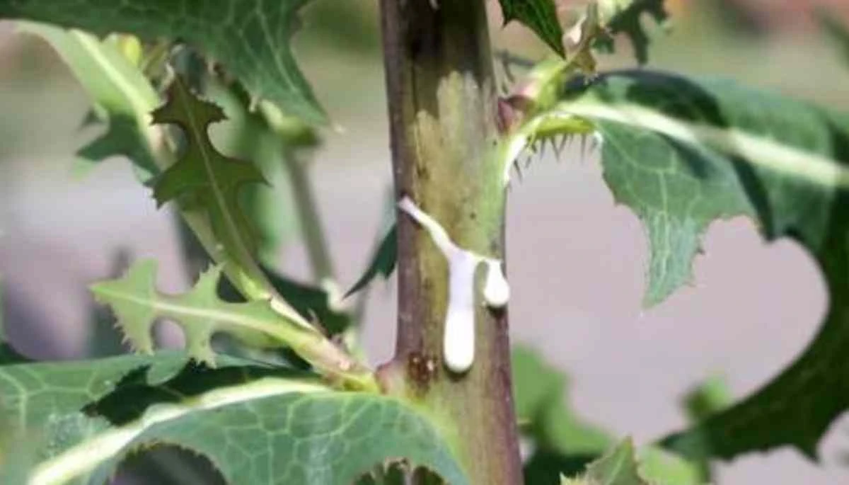 Divoký salát: Bylina, kterou kdysi používali pro uklidnění, dnes téměř zapomenuta