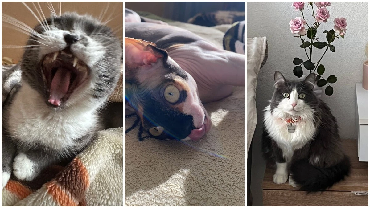 3 důvody, proč si kočičí fotky prohlížíme s úsměvem