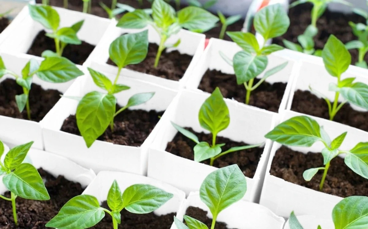 Kdy přesadit papriky, aby sazenice prospívaly a překvapily úrodou: Jednoduchá pravidla