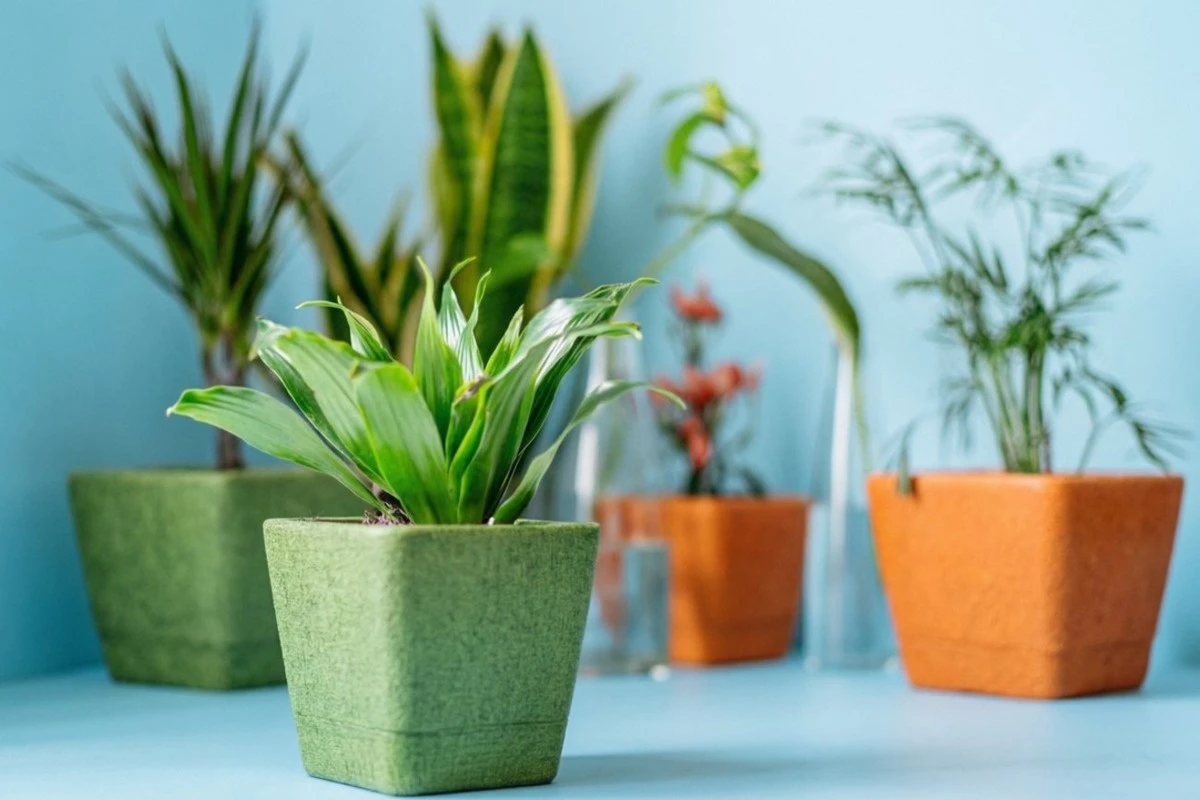 Koření z kuchyně pro zdravé pokojovky: Cibule ochrání před virózami!