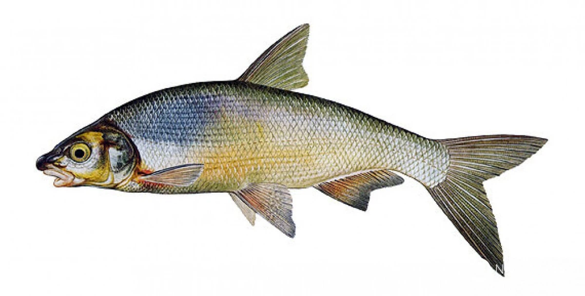 Křupavá říční ryba bez kostí: trik šéfkuchařů, který málokdo zná - image 1