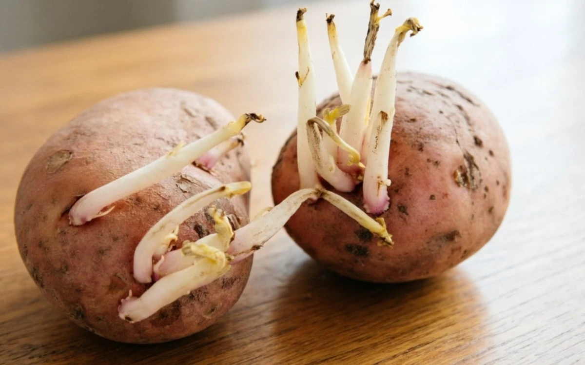 Lamte, nebo ponechat klíčky na sadbových bramborách: jednoduchá odpověď na otázku, která trápí mnoho zahrádkářů