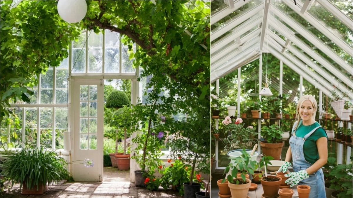 Co pěstovat po okrajích skleníku, aniž by to narušilo hlavní plodiny: Seznam pro každého zahradníka - image 1