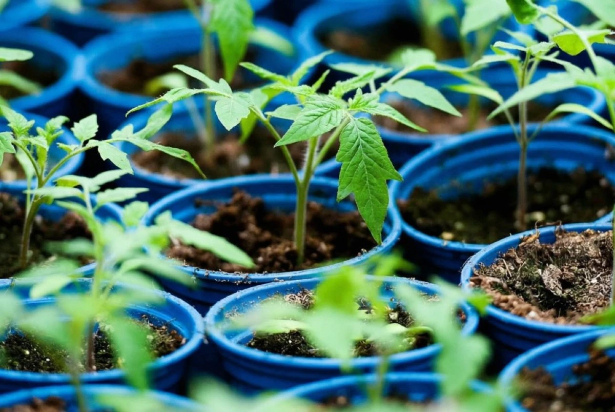 Proč jsou sazenice rajčat tlusté a zdravé: zapamatujte si jednoduché tajemství zkušených zahrádkářů