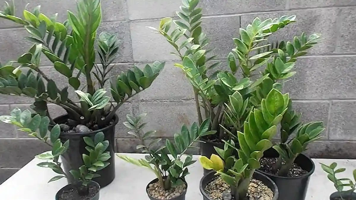 5 smrtících chyb, které ničí vaši zamiokulkas (a jak je napravit)