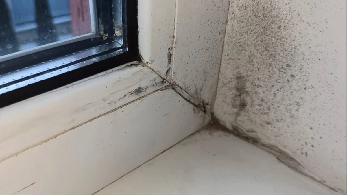 Plíseň v bytě? Zkuste tyhle 4 osvědčené metody, které fungují