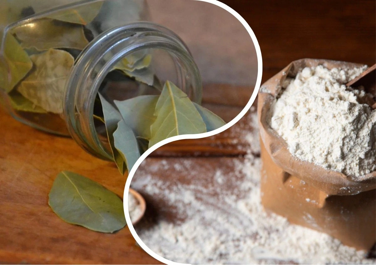 3 bobkové listy v mouce: Dědův trik proti škůdcům, který funguje spolehlivě