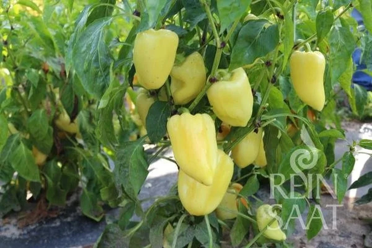 dvapaprikydojed-extra-1.webp Dva papriky do jedné jamky? Zkušený zahrádkář vám řekne pravdu - image 1